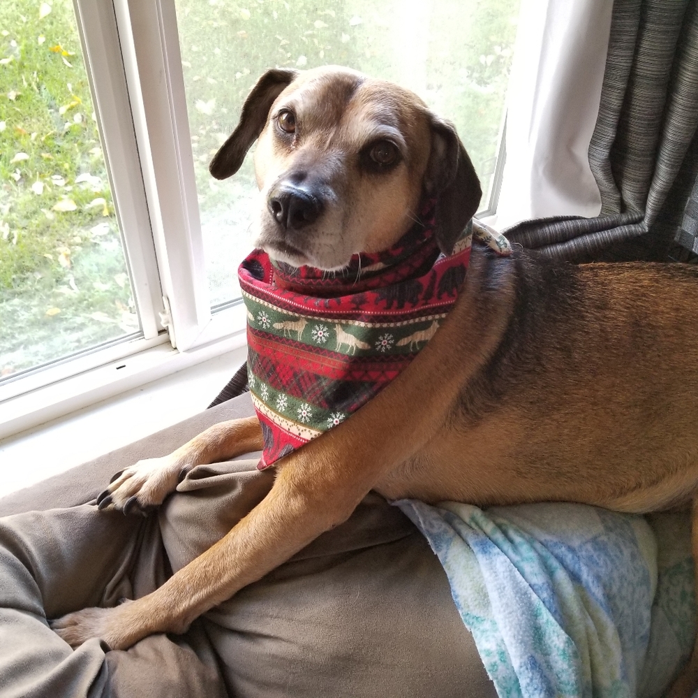 (Medium) Reversible Dog Bandana Birds&Butterflies - Picture 7 of 7